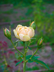 鶴見緑地公園にて