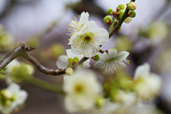 大阪城公園　梅園にて