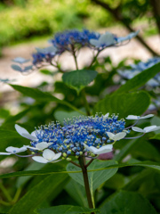 梅雨入りの大阪城公園