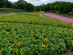 鶴見緑地公園にて