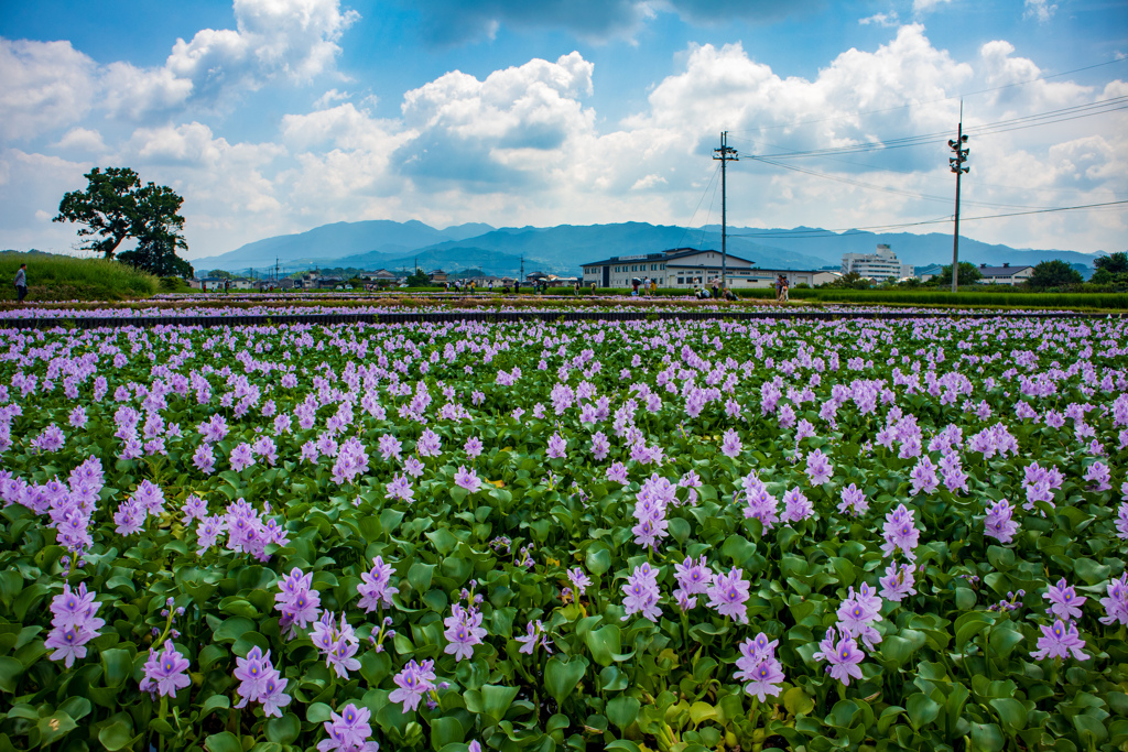 ホテイアオイ定植農園