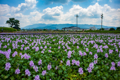 ホテイアオイ定植農園
