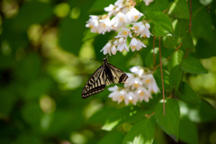 長居植物園にて