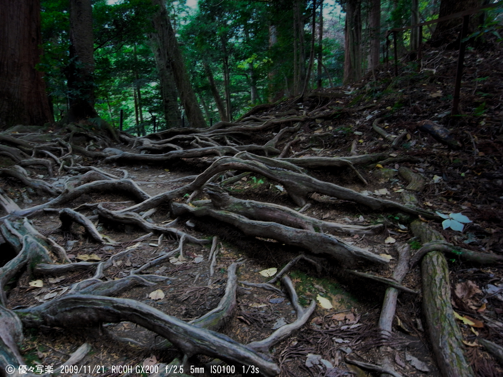 木の根道