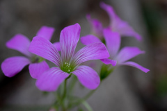 万博記念公園にて