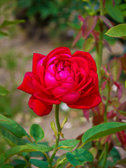 鶴見緑地公園にて