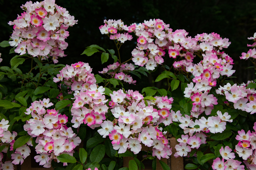 長居植物園にて