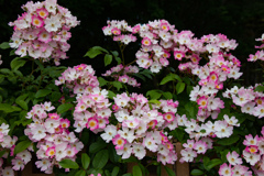 長居植物園にて