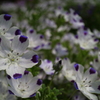 Nemophila pedunculata