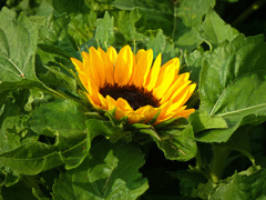 鶴見緑地公園にて