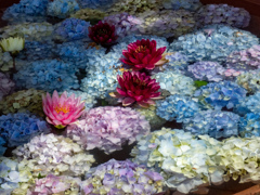 長居植物園にて