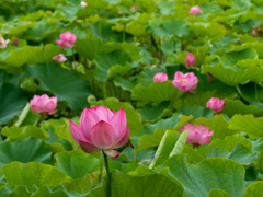 万博記念公園にて