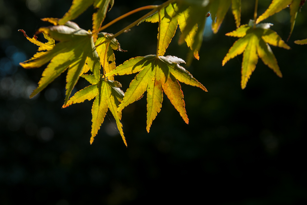 万博記念公園　少しずつ・・・