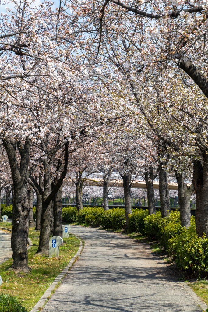 桜道