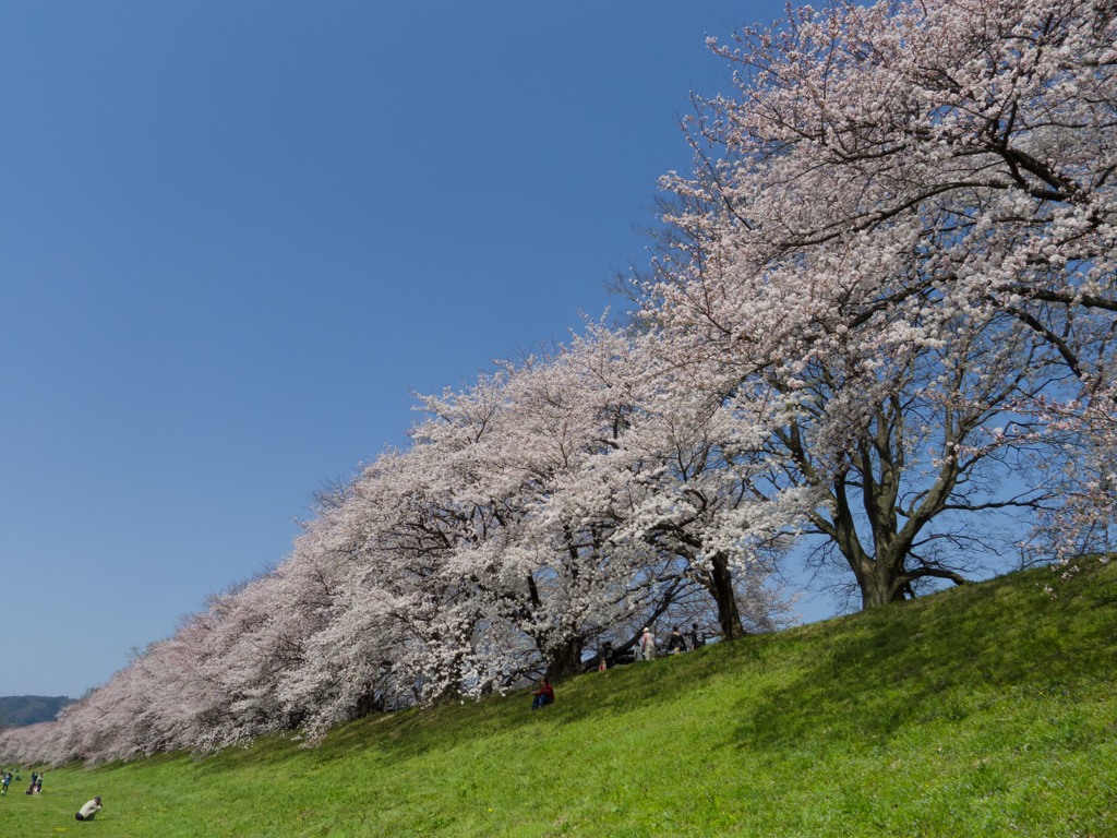 背割り堤の桜　2013