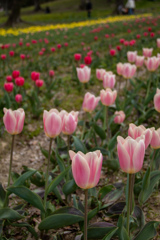 チューリップ