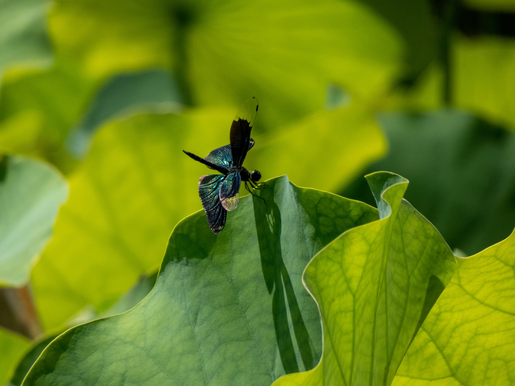 万博記念公園にて