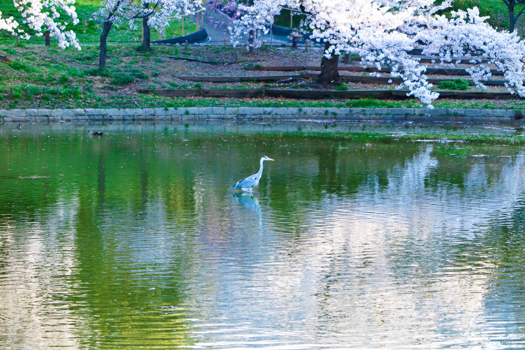 鶴見緑地公園にて