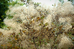 長居植物園にて（試し撮り）