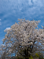 桜と雲