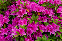 大阪城公園にて