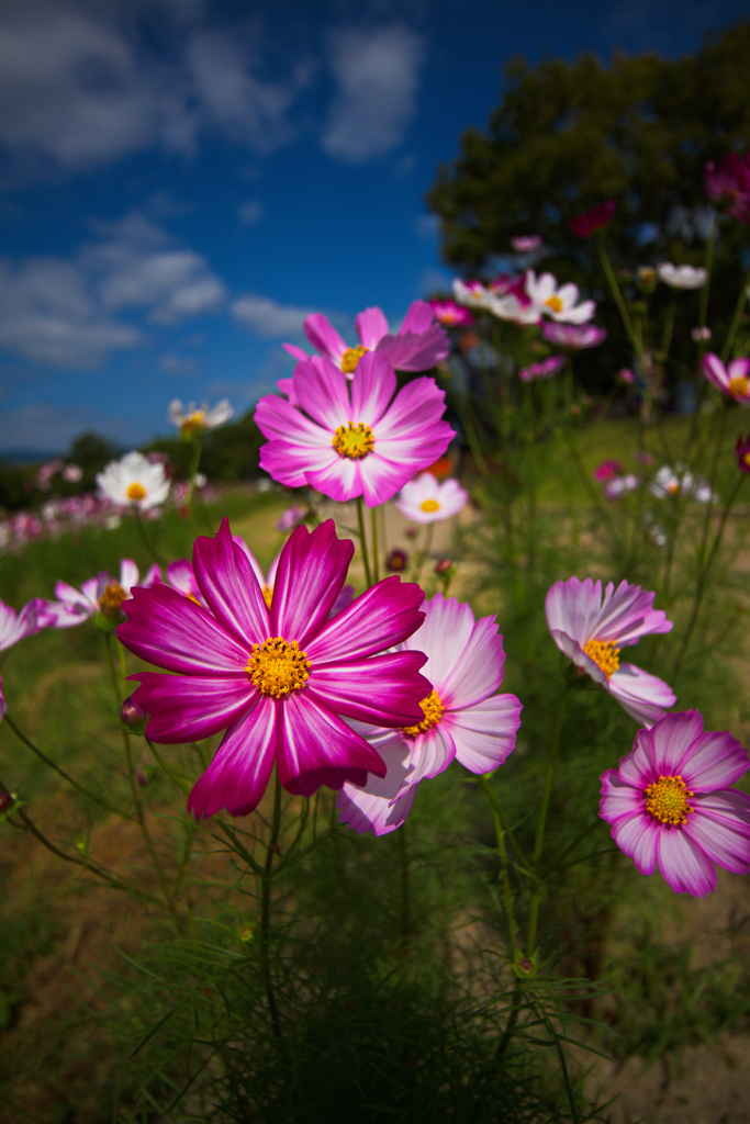 コスモスフェスタ