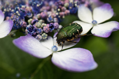 鶴見緑地公園にて