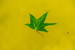 鶴見緑地公園にて