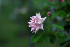 優しい光の中で