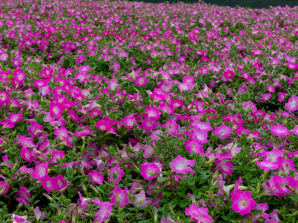 鶴見緑地公園にて