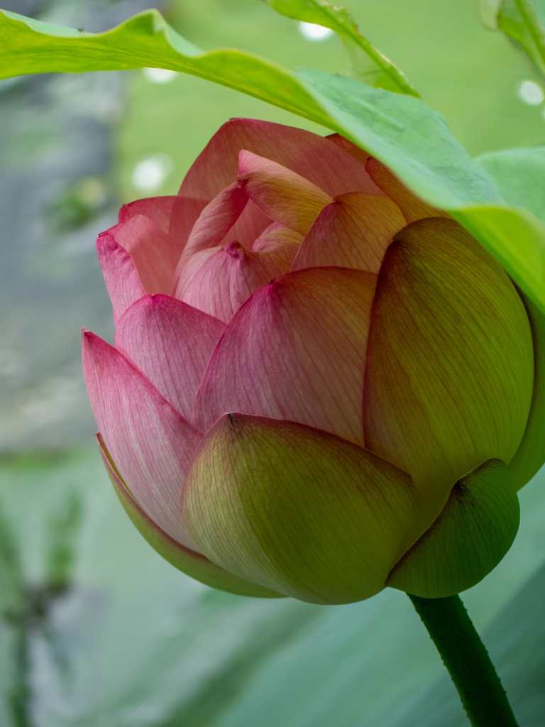 万博記念公園にて