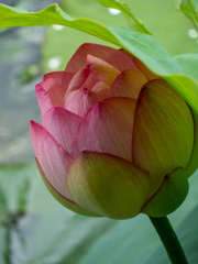 万博記念公園にて