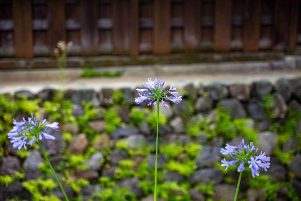 奈良　今井町の街並み