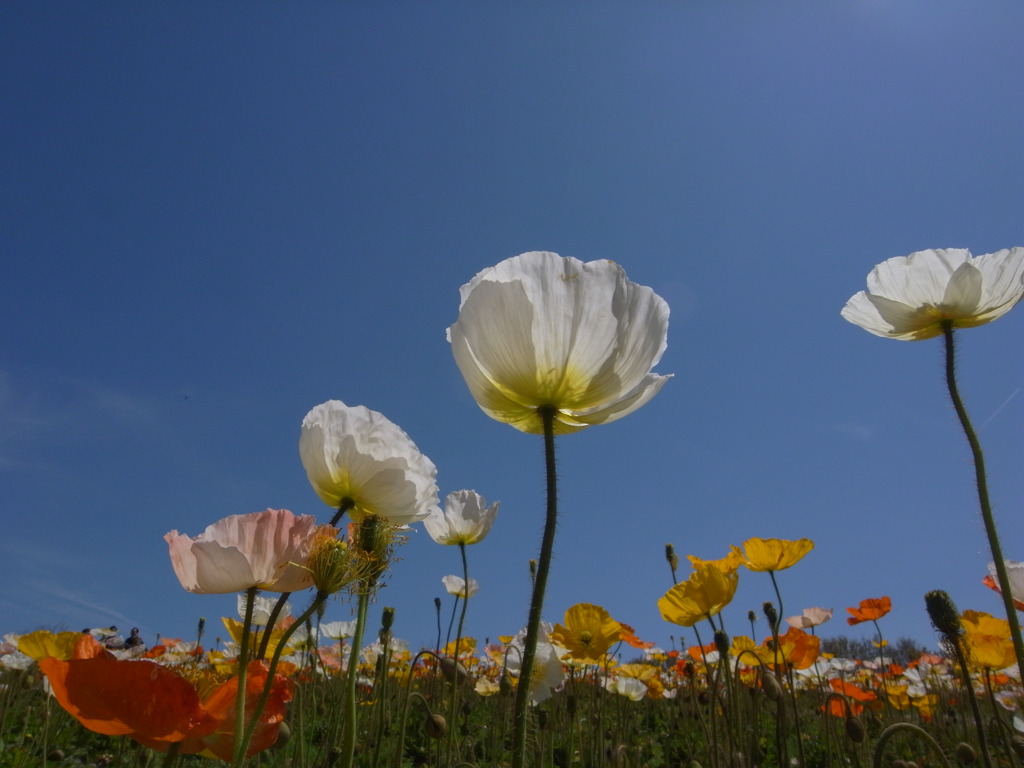 ポピー