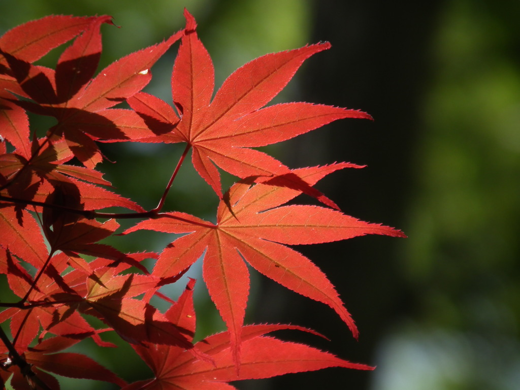 初夏の紅葉