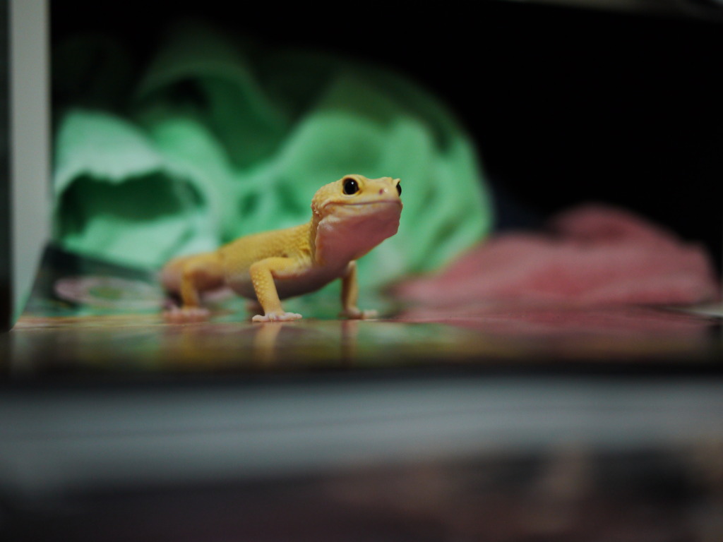 ヒョウモントカゲモドキ