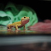 ヒョウモントカゲモドキ