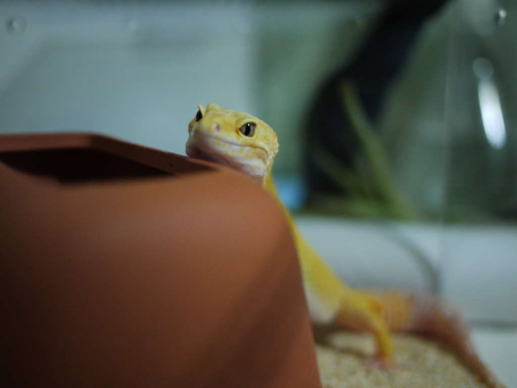 ヒョウモントカゲモドキ