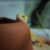 ヒョウモントカゲモドキ