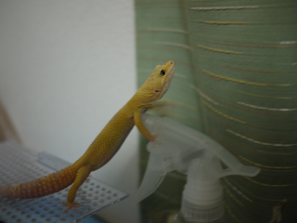 ヒョウモントカゲモドキ