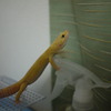 ヒョウモントカゲモドキ