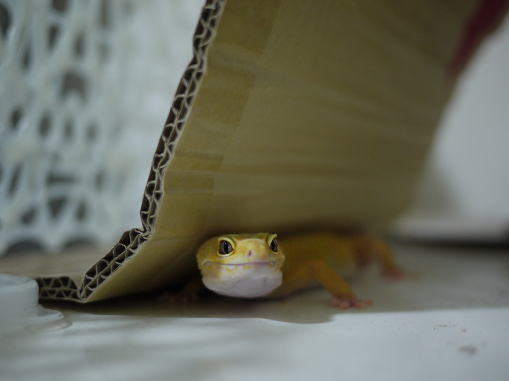ヒョウモントカゲモドキ