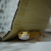 ヒョウモントカゲモドキ