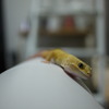 ヒョウモントカゲモドキ