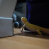 ヒョウモントカゲモドキ