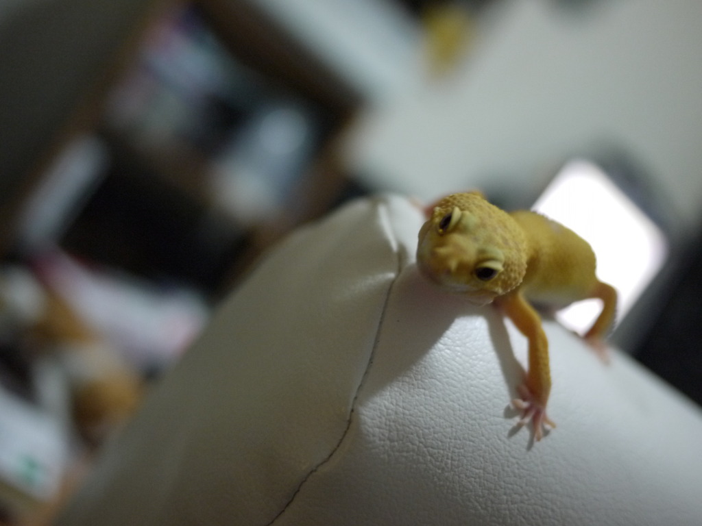 ヒョウモントカゲモドキ