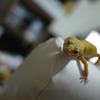 ヒョウモントカゲモドキ