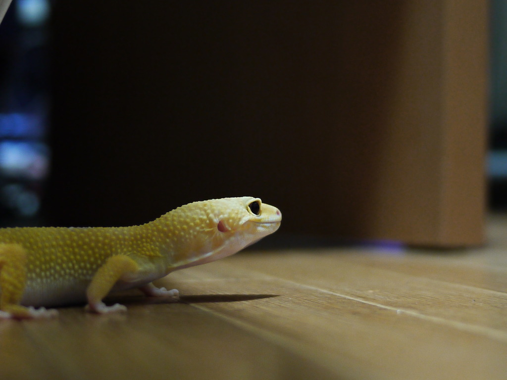 ヒョウモントカゲモドキ