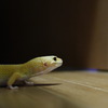 ヒョウモントカゲモドキ