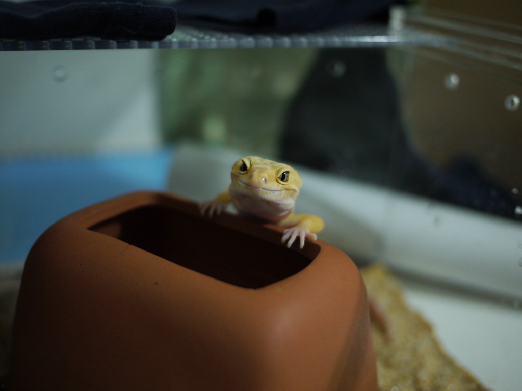 ヒョウモントカゲモドキ